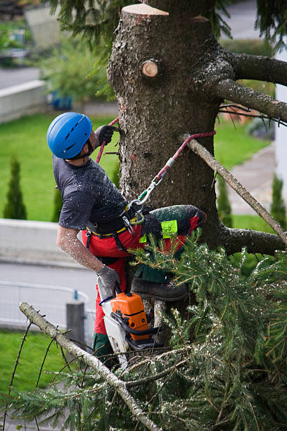 Best Tree Disease Treatment  in Hideaway, TX